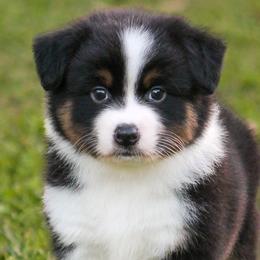 Glacier - Black tri male Miniature American Shepherd puppy in Palacios, Texas from Coastal’s Miniature American Shepherds