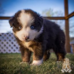 Cow - Black tri-color male Australian Shepherd puppy in Buena Vista, Colorado from Wigglebutts Unlimited