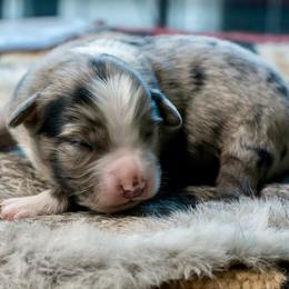 Felix - Blue merle male Australian Shepherd puppy in Decatur, Texas from Wyldrose Australian Shepherds