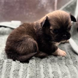 Male 3 - Fawn sable male Pekingese puppy in Crown City, Ohio from Amy’s Lil Pekingese