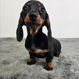 Black and tan female - Black and tan female Dachshund puppy in Belle Rive, Illinois from Akin's Miniature Dachshunds, LLC