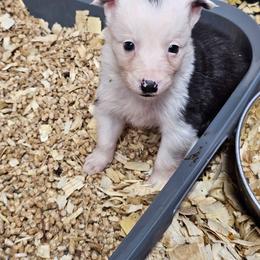 Seal female - Seal female Border Collie puppy in Paige, Texas from 3D Mini Dachounds