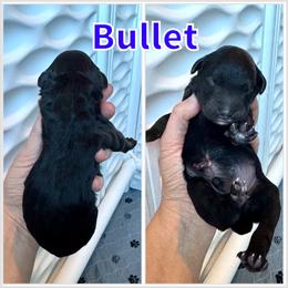 Bullet - Black male Bernedoodle puppy in Banner Elk, North Carolina from Walnut Tree Bernedoodles