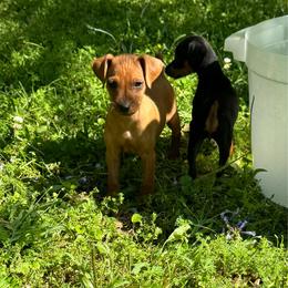 Video Ryan - Red male Miniature Pinscher puppy in Eatonton, Georgia from TNT Puppies