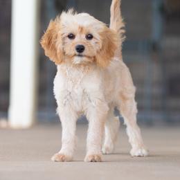 Dill - Red male Cavapoo puppy in Springtown, Texas from North Texas Puppies