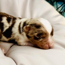 Rusty - Red merle male Miniature Australian Shepherd puppy in Hagerstown, Maryland from Renegade Kennels