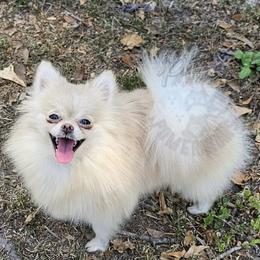 Virtue - Pomeranian