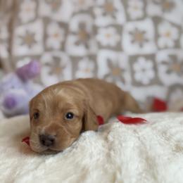 Maverick - Red male Dachshund puppy in Morristown, Tennessee from Hillside Hounds