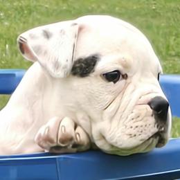 Rolo (White, Ear Patch) - White male American Bulldog puppy in Three Rivers, Michigan from Jemms Kennels