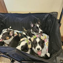 Cardigan Welsh Corgi Puppies from Welswood Cardigans