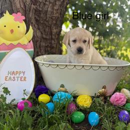 Blue girl - Yellow female Labrador Retriever puppy in Corning, California from Raven's Labradors