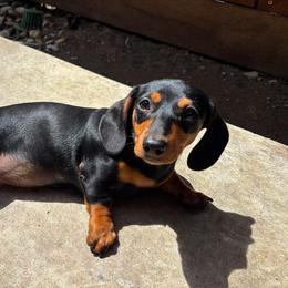 Twinkie - Black and tan female Dachshund puppy in Ceres, California from Rockin' M’s LilBitty Dachshunds (LBD)