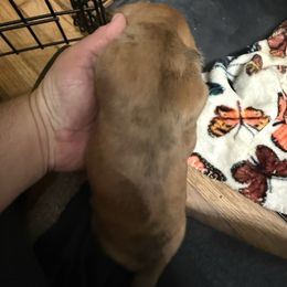 Red dapple - Dapple male Dachshund puppy in Rome, Georgia from Jade’s Dachshunds