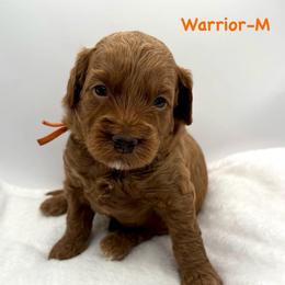 Warrior-orange collar - Red  male Goldendoodle puppy in Lewisville, Texas from Zink Doodles