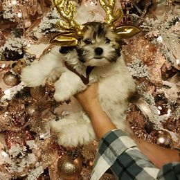 Girl 1 - White Maltipoo puppy in Tomball, Texas from Angela Hurd's Maltipoos