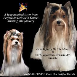Biewer Terrier All Grown Up from Perfección Del Cielo Biewer Terriers
