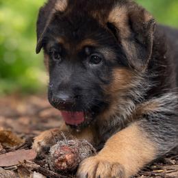 German Shepherd Puppies from Von Bourbon Shepherds