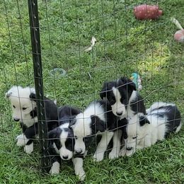 Border Collie puppies from Bordercolliecouple