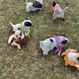 Australian Cattle Dog Puppies from Turnpike Creek Canines