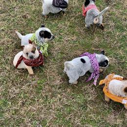 Australian Cattle Dog Puppies from Turnpike Creek Canines
