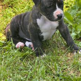 Emmit - Black brindle male American Staffordshire Terrier puppy in Cloverdale, Indiana from Woodshire American Staffordshire Terrier’s