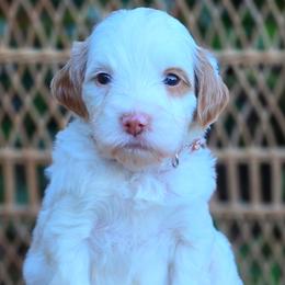 (Brown Collar) Breeze - Parti male Goldendoodle puppy in Granite Falls Nc, North Carolina from Carolina Goldendoodles