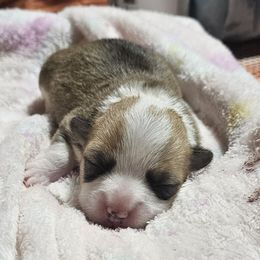 Milky way - Red female Pembroke Welsh Corgi puppy in Walnut, Iowa from Michelle's House of Corgi's