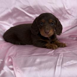 Dusty 2500 - Chocolate and tan male Dachshund puppy in Barbourville, Kentucky from The Bossy Doxie Farm