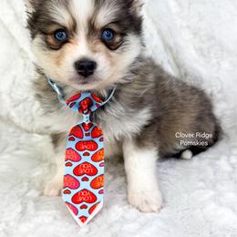 Billings - Blue male Pomsky puppy in Sheffield, Iowa from Clover Ridge Pomskies