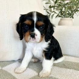 Stripe - Tri-color male Cavalier King Charles Spaniel puppy in Buckeye, Arizona from Parks Cavaliers