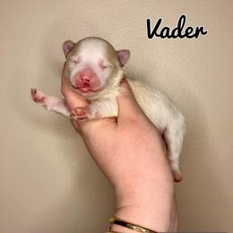 Vader - White male Maltipoo puppy in Morehead, Kentucky from Paw Perfect Pets