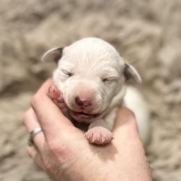 Snow - White and liver brown female Dalmatian puppy in Travelers Rest, South Carolina from Cotton Top