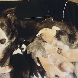 Border Collie puppies from Stark Bor