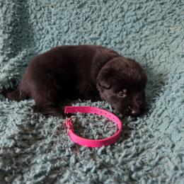 Pink - Black female German Shepherd puppy in Motley, Minnesota from Von Thomson Haus