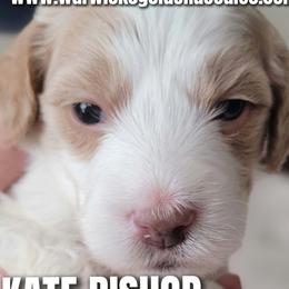 Kate Bishop- purple collar - Parti female Goldendoodle puppy in Fort Worth, Texas from Stacy Warwick