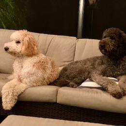 Hunny - Goldendoodle