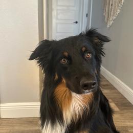 Guinness - Australian Shepherd