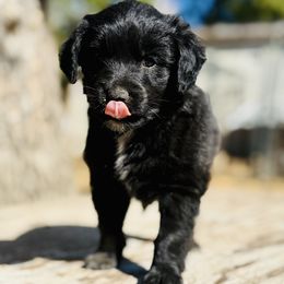 Sugar - Black and white female Aussiedoodle puppy in Hempstead, Texas from Young Gun Aussies