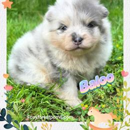 Baloo - AKC - Blue merle male Pomeranian puppy in Eatonville, Washington from Foxy Forest Poms