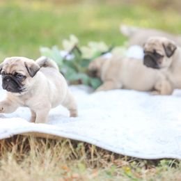 Pug Puppies from Malta Pugs