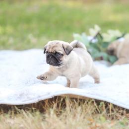 Pug Puppies from Malta Pugs