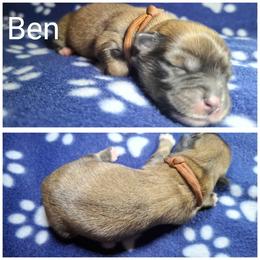 Ben - Brown male Lhasa Apso puppy in Cincinnati, Ohio from Shangri-La Lhasa Apsos
