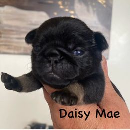 Daisy Mae - Black female Pug puppy in Ridgefield, Washington from Cupid’s Pugs