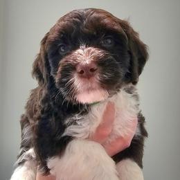 Fritz - Brown and white male Portuguese Water Dog puppy in Hammonton, New Jersey from Jersey Girls Portuguese Water Dogs