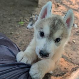 Sock - Gray and white male Siberian Husky puppy in Amery, Wisconsin from Liberty Siberians