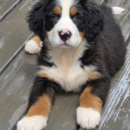 Stella - Black tan and white female Bernese Mountain Dog puppy in Gaffney, South Carolina from Circle D Farms