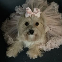 Princess  - Yorkshire Terrier