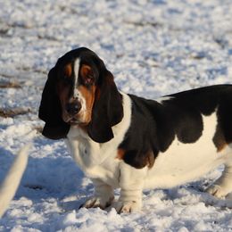Banjo - Basset Hound