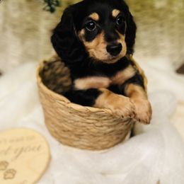 Dachshund Puppies from Jen's Doxie Den