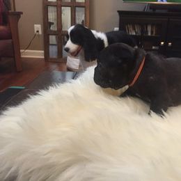 French Bulldog Puppies from Cedar Croft Kennel